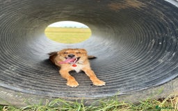 Border Collie dogs for sale: Cooper & Peach  - Image 2