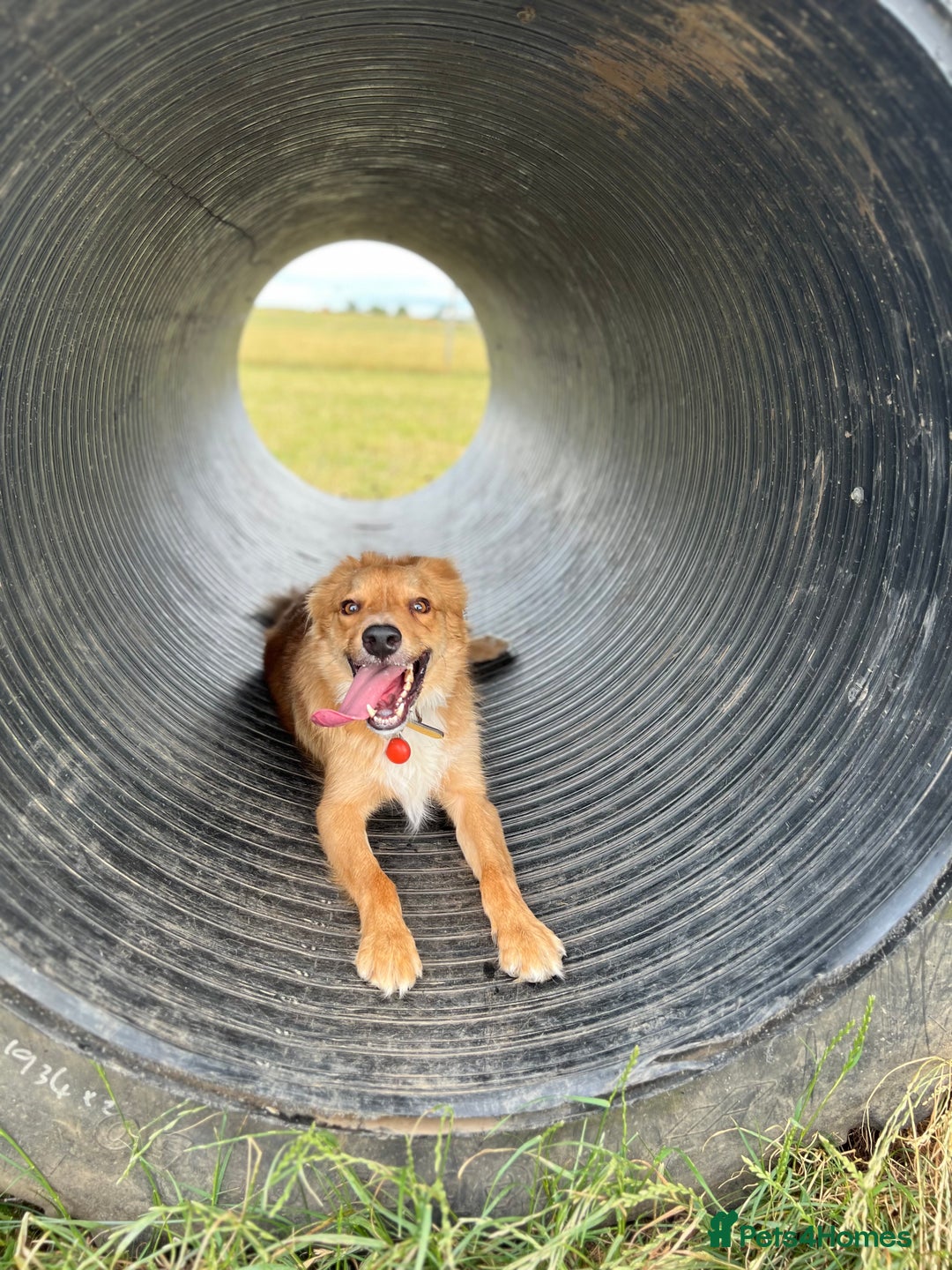 Border Collie dogs for sale: Cooper & Peach  - Image 2