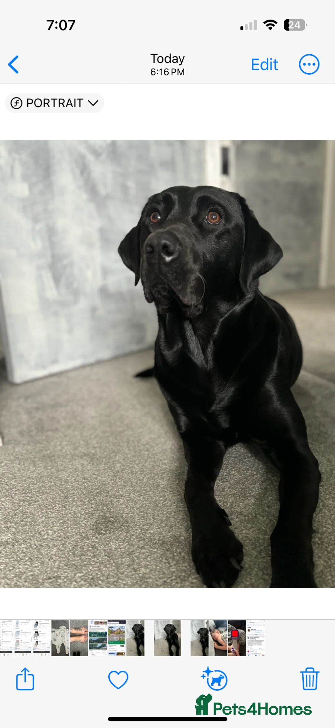 Labrador Retriever dogs for stud: Male Labrador for stud  - Advert 5