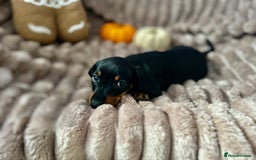 Dachshund dogs for sale: Dachshunds mini puppies   - Image 22