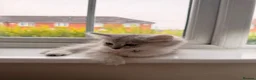 Persian cats for sale: Catherine – Persian Silver-Tipped Chinchilla 🩷 - Advert 6