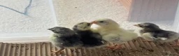 Chickens poultry for sale: Serama chicks  - Advert 2
