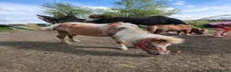 Shetland pony horses for sale: Shetland Pony - Advert 4