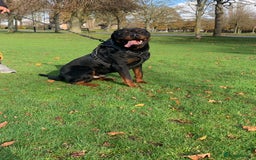 Rottweiler dogs for sale: Beautiful Male Rottweiler for Sale - Image 6