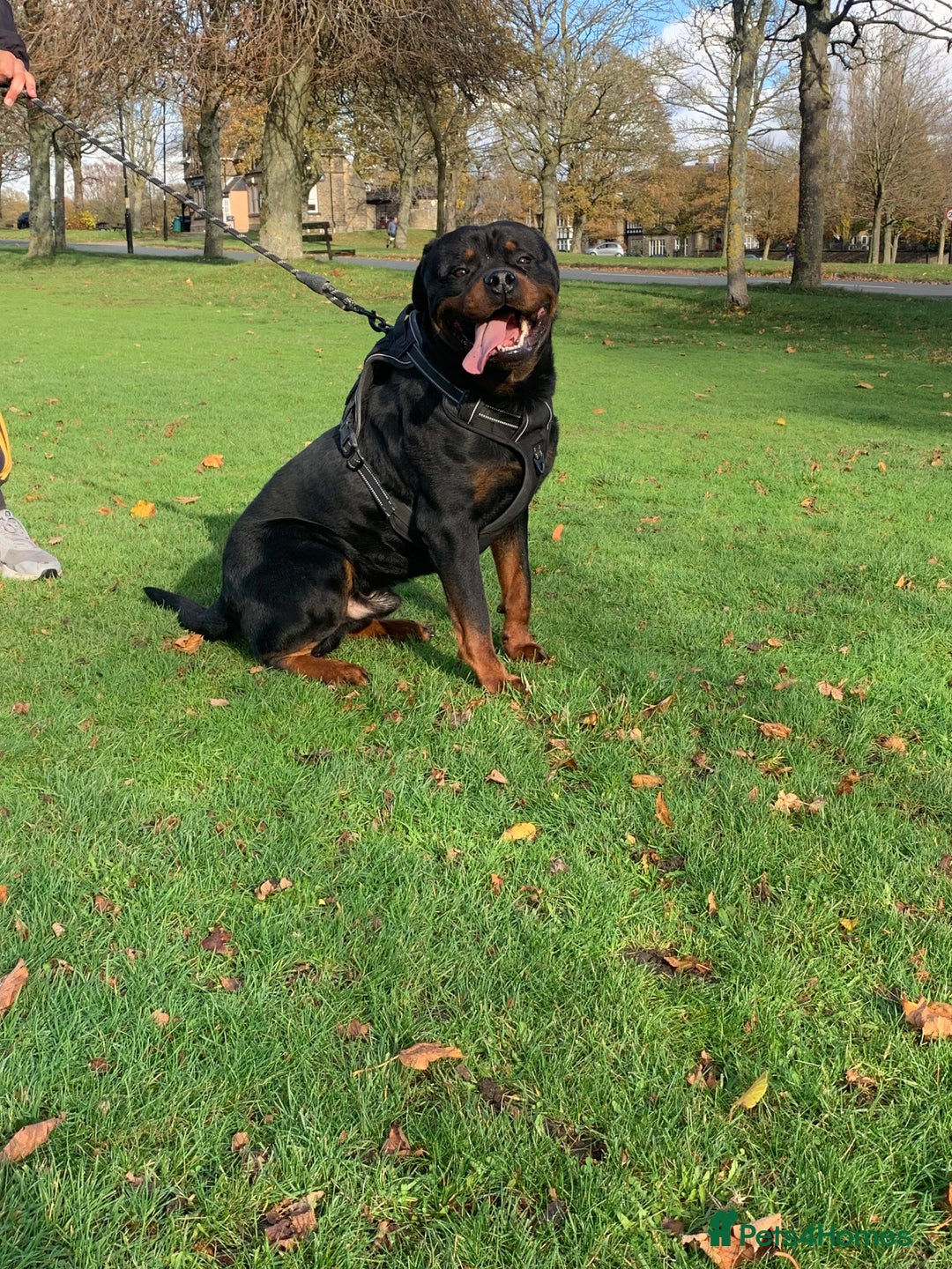 Rottweiler dogs for sale: Beautiful Male Rottweiler for Sale - Image 6