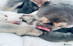 French Bulldog dogs for sale: Top Quality French Bulldog Puppies - Image 2