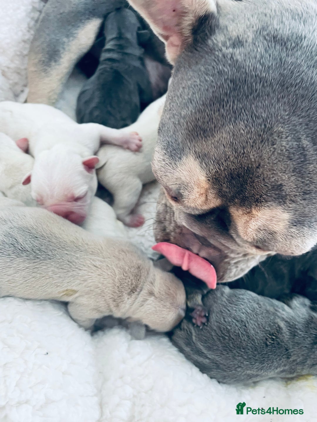 French Bulldog dogs for sale: Top Quality French Bulldog Puppies - Image 2