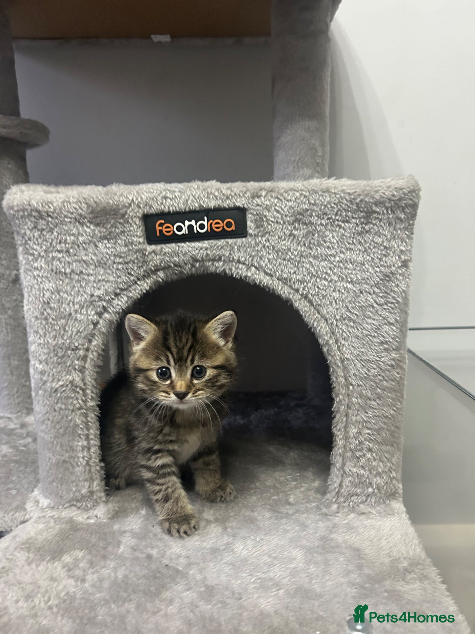 British Shorthair cats for sale: Kittens  - Advert 2