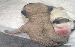 Frug dogs for sale: Frug puppies  - Image 8