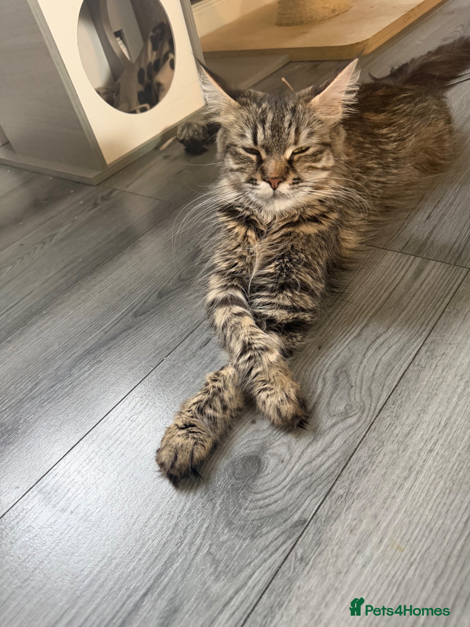 Maine Coon cats for sale: Maincoone Kittens  - Advert 13