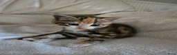 Mixed Breed cats for sale: Two lovely female tortoishell kittens - Advert 7