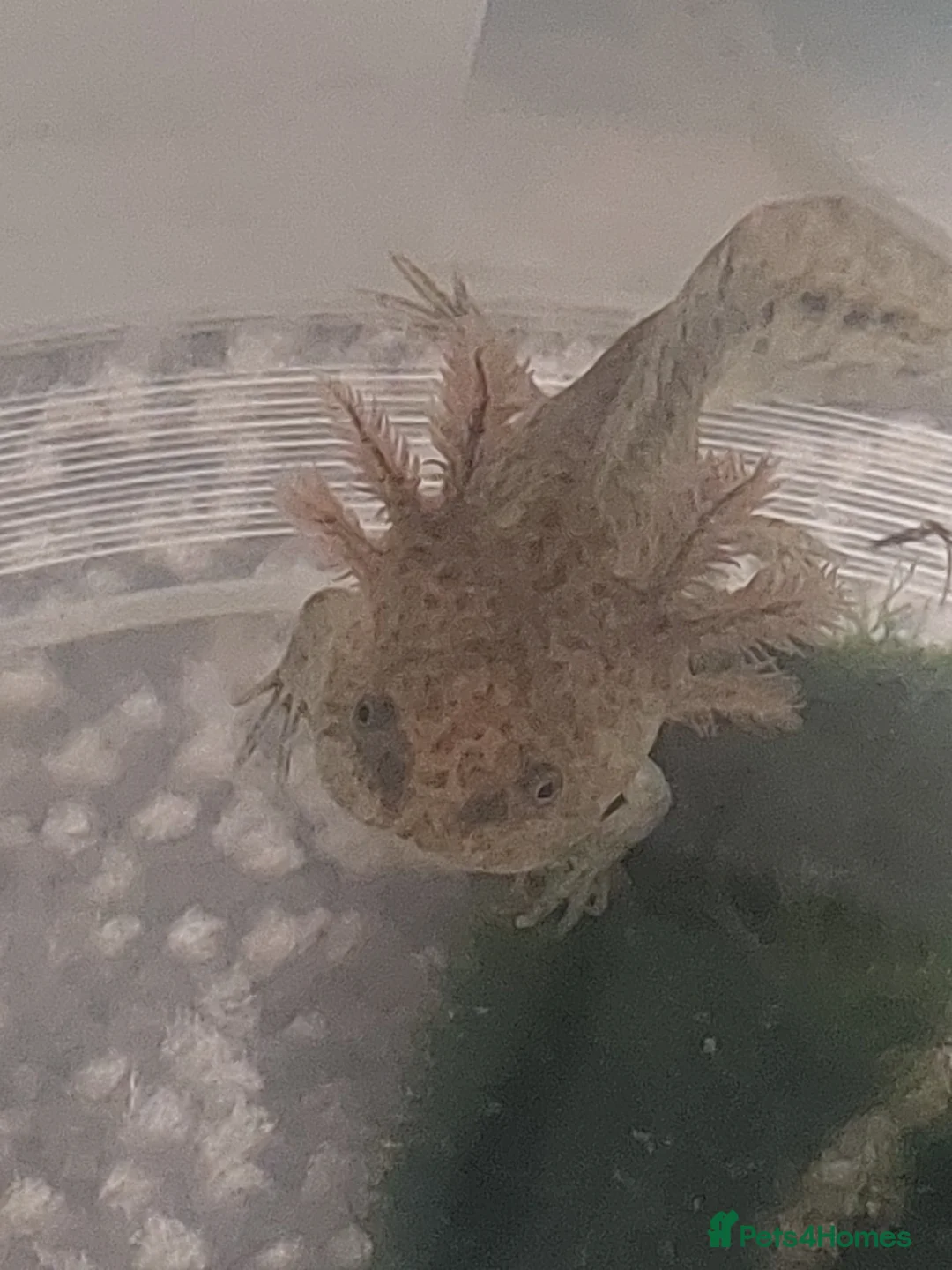 Axolotl reptiles for sale: Wild Type Axolotls £10 each, collection only - Advert 2