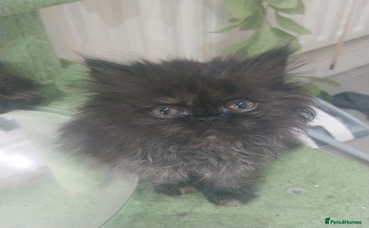 Persian cats - Advert 8