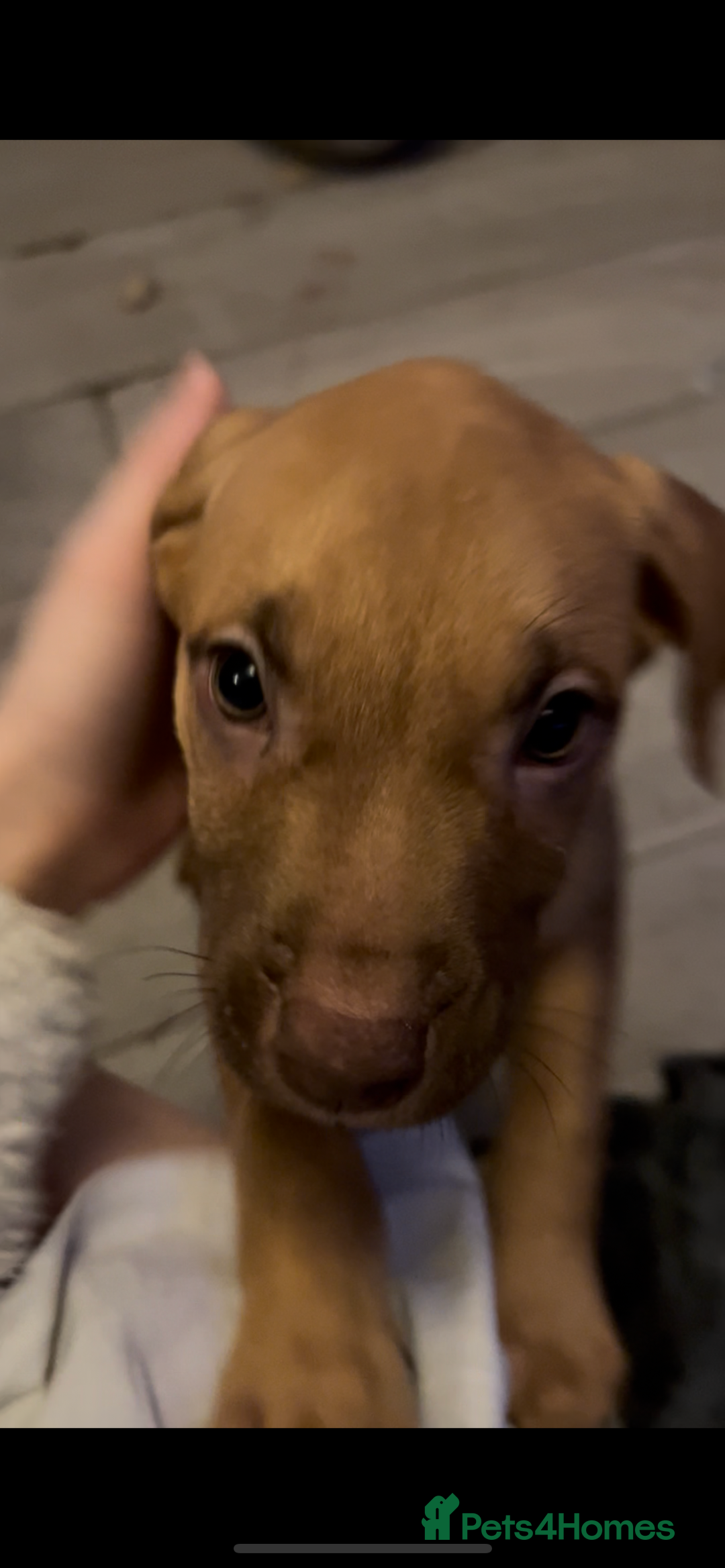 Mixed Breed dogs for sale: Mix American staffs  - Advert 2