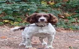 English Springer Spaniel dogs for sale: English Springer Spaniel Puppies KC Registered - Image 12