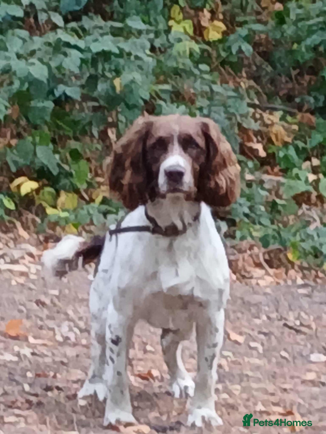 English Springer Spaniel dogs for sale: English Springer Spaniel Puppies KC Registered - Image 12