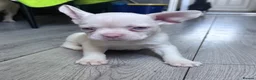 French Bulldog dogs for sale: Adorable fluffy frenchies - Advert 21