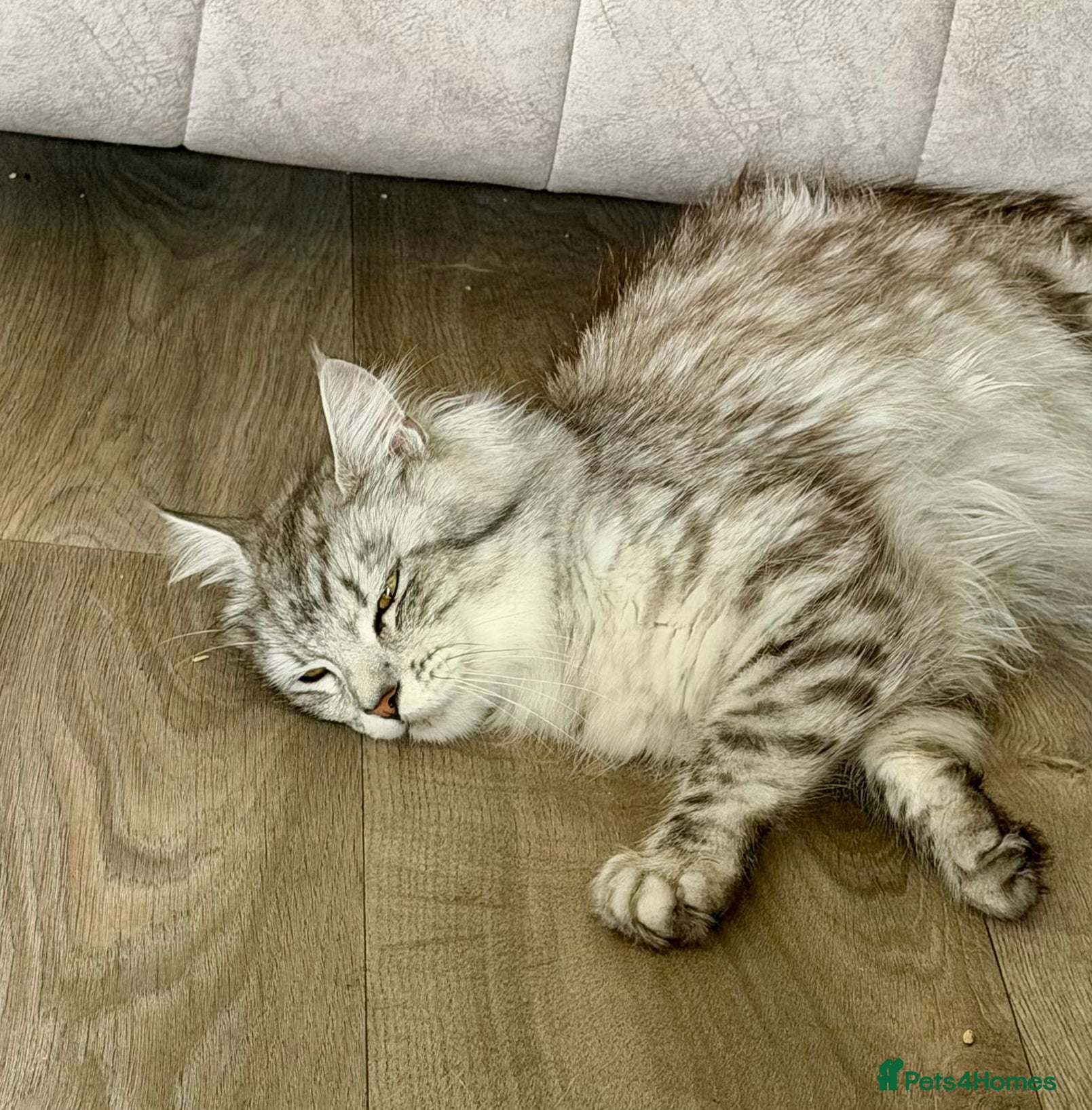 Maine Coon cats Maine coon kittens - Advert 15