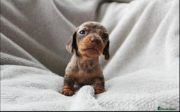 Miniature Dachshund dogs for sale: Sweet Chocolate miniature Dapples!! - Image 4