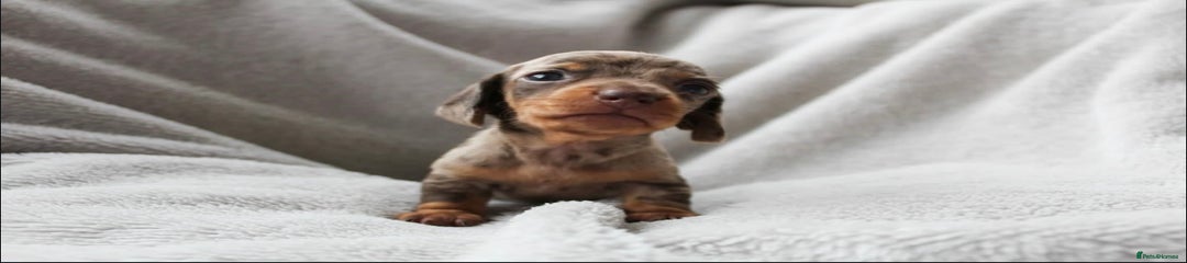 Miniature Dachshund Puppy 4