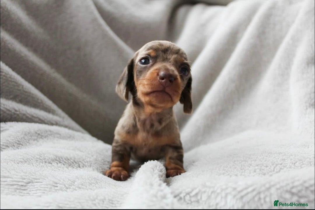 Miniature Dachshund dogs for sale: Sweet Chocolate miniature Dapples!! - Image 4