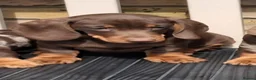 Miniature Dachshund dogs for sale: Miniature dachshunds - Advert 3