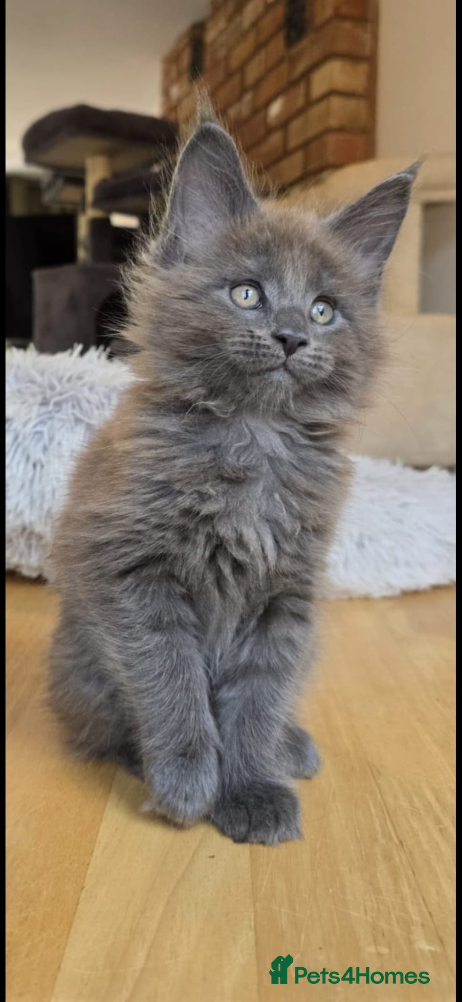 Maine Coon cats Maine coon pedigree kittens  - Advert 12