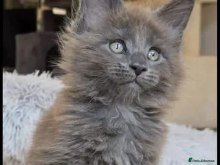 Maine Coon cats Maine coon pedigree kittens - Advert 12