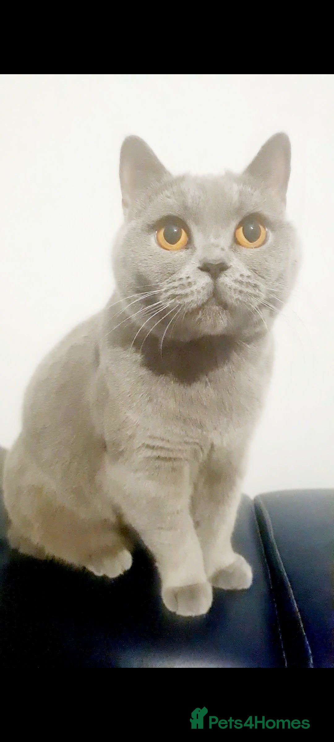 British Shorthair cats British short hair kitten - Advert 5