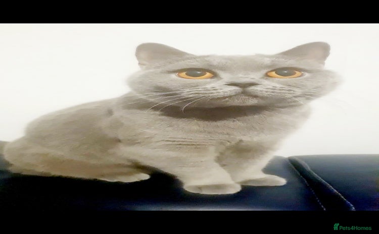 British Shorthair cats British short hair kitten - Advert 1