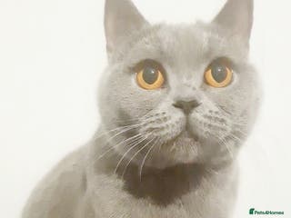 British Shorthair cats British short hair kitten - Advert 2