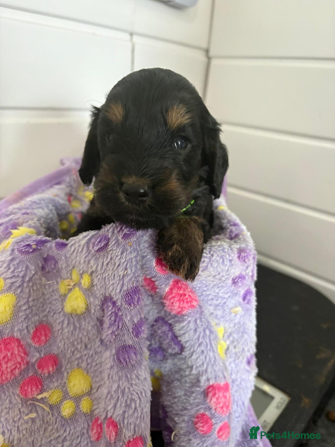 Cockapoo dogs for sale: 5 cockapoo puppy ready 13nov  - Image 28