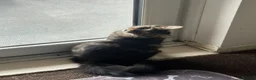 Mixed Breed cats for sale: Blackie - Advert 3