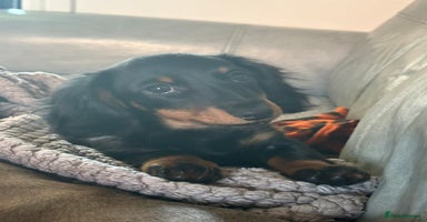 Dachshund dogs - Advert 4
