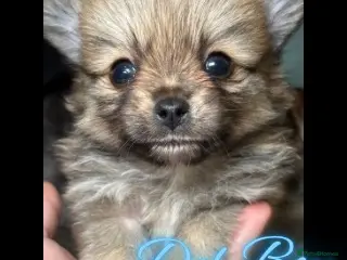 Pomeranian dogs 6 Gorgeous Pomeranian Puppies Available - 4 left - Advert 6