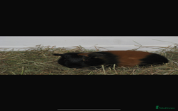 Guinea Pig rodents for sale: 4 Guinea pigs  - Image 3