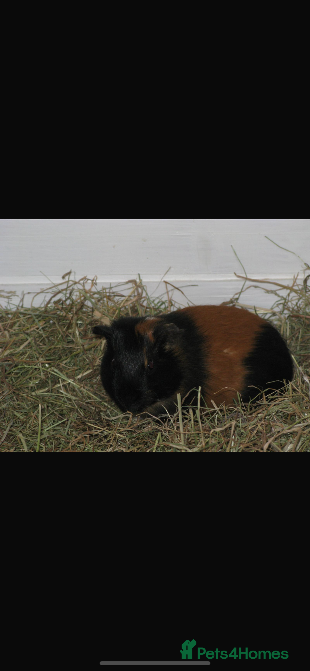 Guinea Pig rodents for sale: 4 Guinea pigs  - Image 3