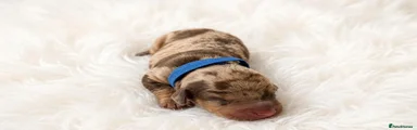 Miniature Dachshund 5