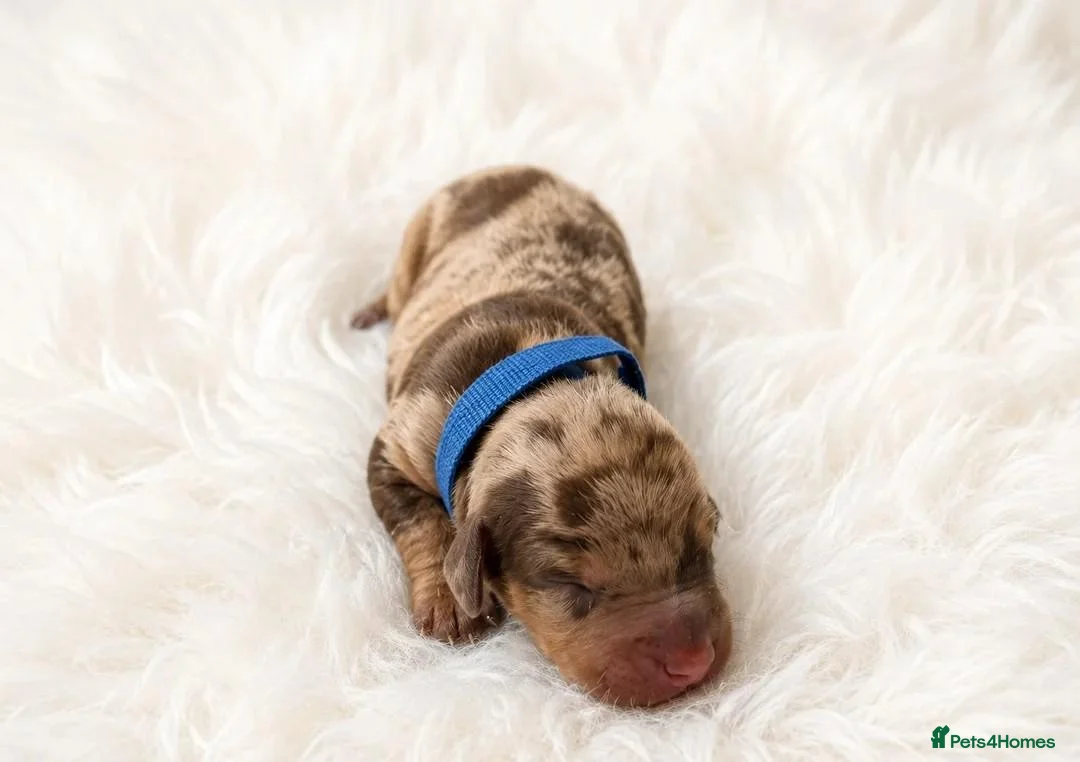 Miniature Dachshund dogs for sale: Adorable Miniature Dachshund Puppies for sale. - Advert 2