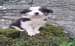 Border Collie dogs for sale: Collie pup for sale - Advert 1