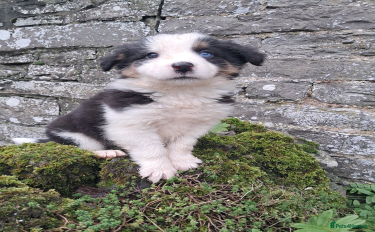 Border Collie dogs Collie pup for sale - Advert 14