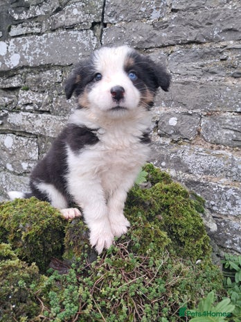 Border Collie dogs Collie pup for sale - Advert 9