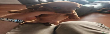 Dachshund 1
