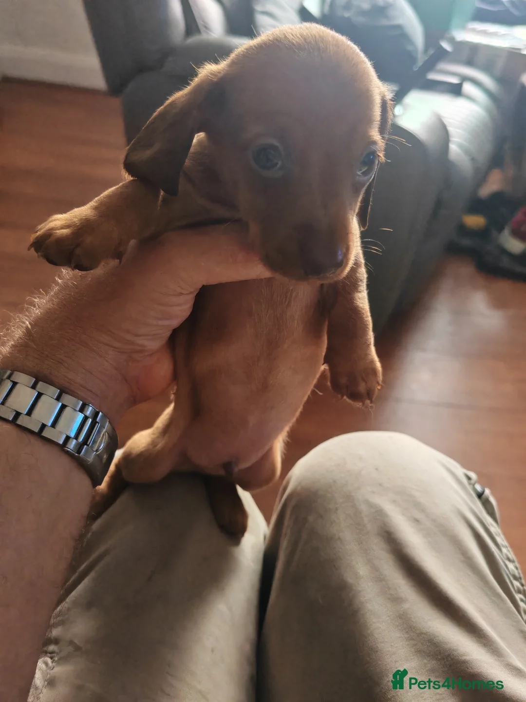 Dachshund dogs for sale: lovely mini dash for sale - Advert 6