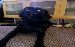 Labrador Retriever dogs for stud: Looking for a stud for my 3yr old lab - Image 10