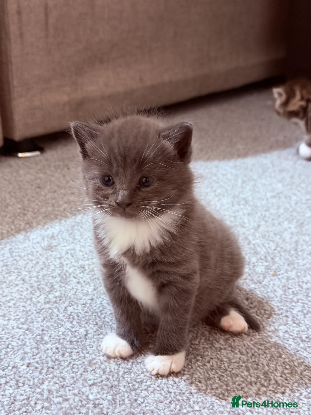 Mixed Breed cats for sale: No names yet - Advert 18