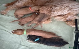 Cockapoo dogs for sale: 5 Beautiful Cockapoo Puppies  - Image 19