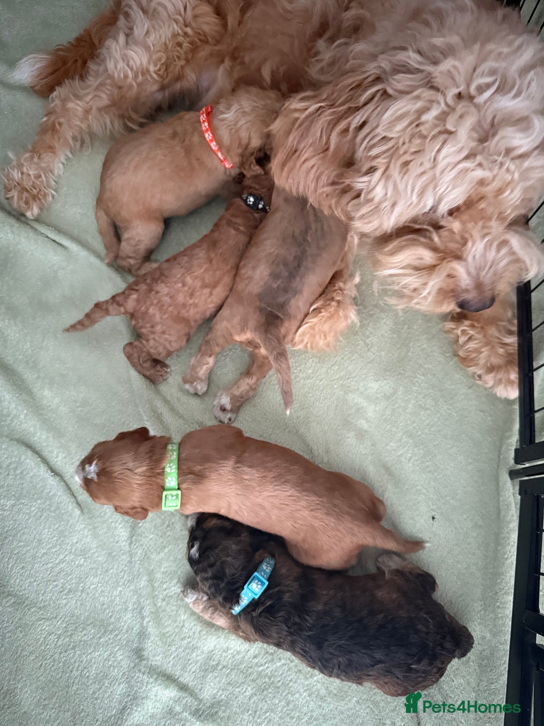 Cockapoo dogs for sale: 5 Beautiful Cockapoo Puppies  - Image 19