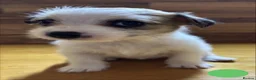 Mixed Breed dogs for sale: **Gorgeous Jack Russell × Bichon Frise Puppies - Advert 8