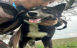 Mixed Breed dogs for adoption: Renato - Norwich Norfolk  - Image 3
